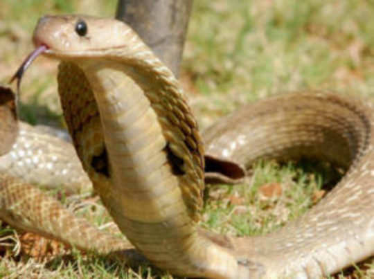 Jagdalpur News : बारिश में सर्पदंश का खतरा : बस्तर में 10 लोगों की गई  , जान 443 की बची जान