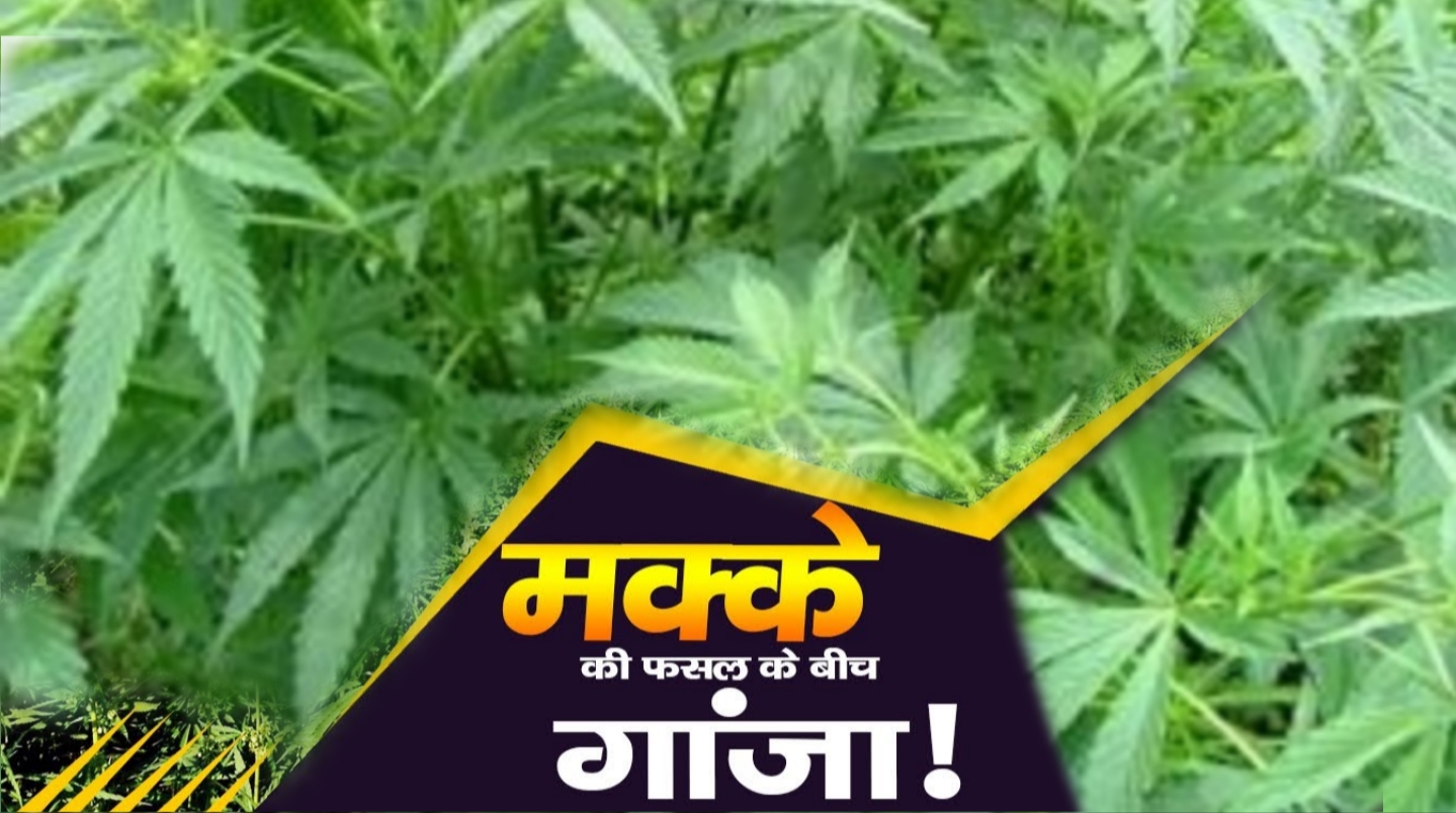 Kondagawn news : मक्के की आड़ में 'ग्रीन जहर' की फसल: केशकाल में पुलिस की फिल्मी छापेमारी, 2 किसान गिरफ्तार