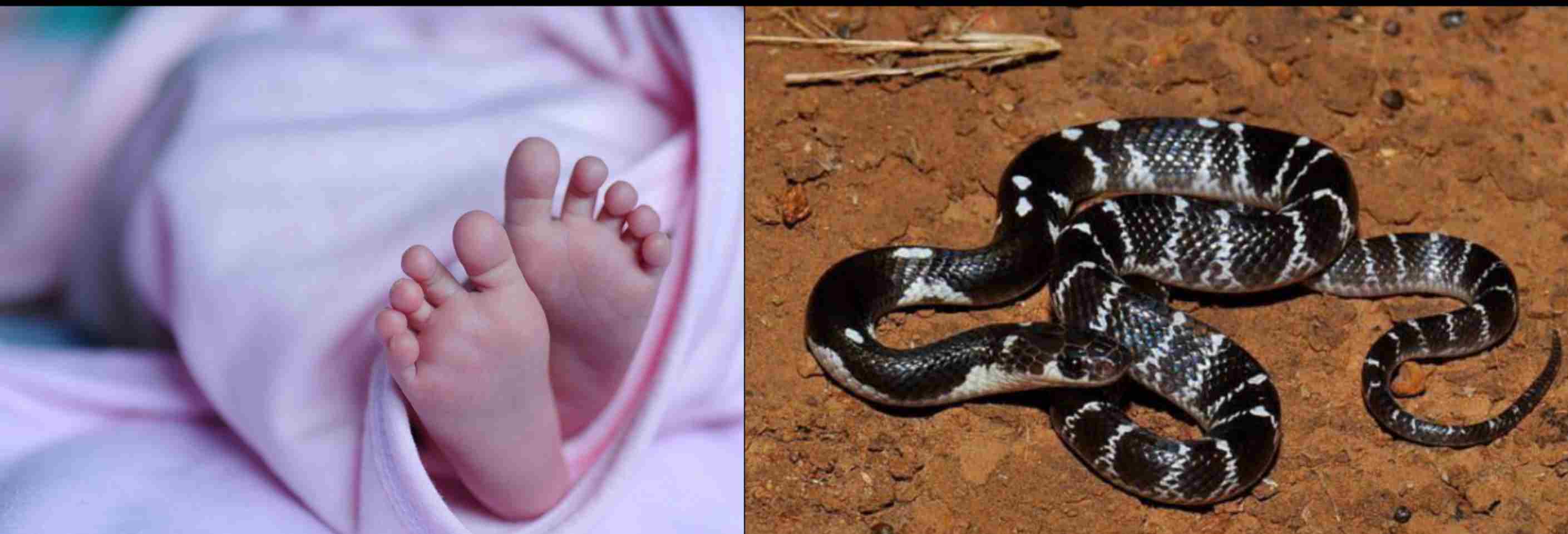 Dhmatari news : करैत सांप के काटने से दो वर्षीय मासूम की दर्दनाक मौत, इलाके में शोक की लहर