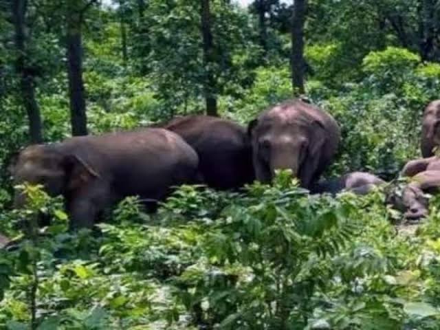 Raigarh News : दंतैल हाथियों ने मचाया हंडकम मकानों को पहुचाया नुकशान …दहशत में ग्रामीण